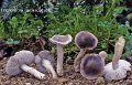 Tricholoma gausapatum-amf1875